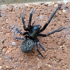 Badumna insignis (Black House Spider) at Lyneham, ACT - 14 Oct 2024 by trevorpreston