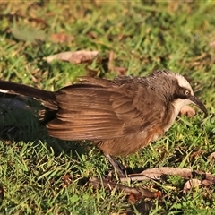 Pomatostomus temporalis temporalis (Grey-crowned Babbler) at Copeton, NSW - 10 Oct 2024 by MichaelWenke