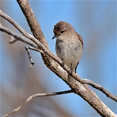 Microeca fascinans (Jacky Winter) at Copeton, NSW - 10 Oct 2024 by MichaelWenke