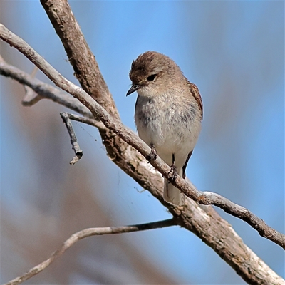 Microeca fascinans (Jacky Winter) at Copeton, NSW - 10 Oct 2024 by MichaelWenke