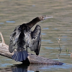 Phalacrocorax sulcirostris (Little Black Cormorant) at Copeton, NSW - 10 Oct 2024 by MichaelWenke