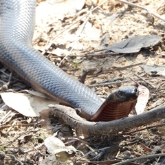 Pseudechis porphyriacus (Red-bellied Black Snake) at Kambah, ACT - 16 Oct 2024 by LinePerrins