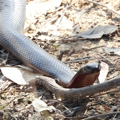 Pseudechis porphyriacus (Red-bellied Black Snake) at Kambah, ACT - 16 Oct 2024 by LinePerrins