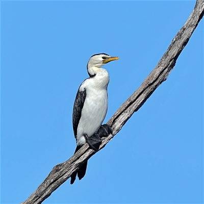 Microcarbo melanoleucos (Little Pied Cormorant) at Copeton, NSW - 10 Oct 2024 by MichaelWenke