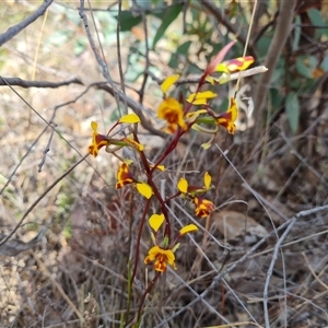 Diuris semilunulata at Fadden, ACT - suppressed