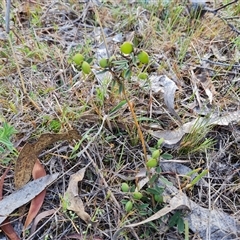 Hovea heterophylla (Common Hovea) at Farrer, ACT - 16 Oct 2024 by Mike