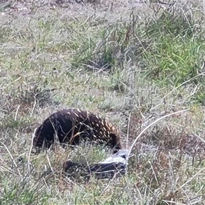 Tachyglossus aculeatus (Short-beaked Echidna) at Farrer, ACT - 16 Oct 2024 by Mike