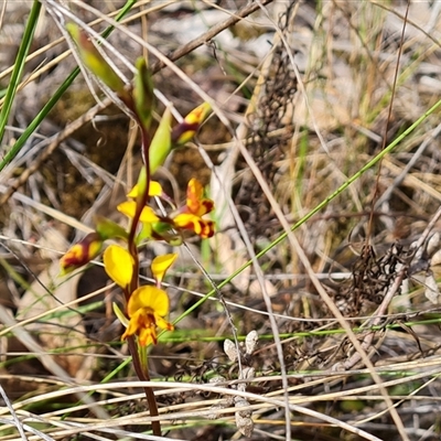 Diuris semilunulata (Late Leopard Orchid) at Farrer, ACT - 16 Oct 2024 by Mike