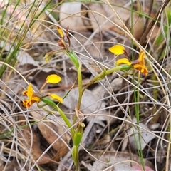 Diuris semilunulata at Farrer, ACT - 16 Oct 2024