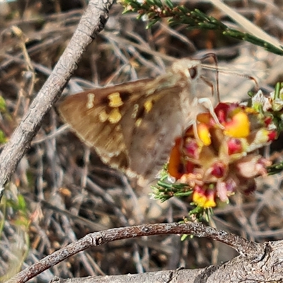 Trapezites phigalia (Heath Ochre) at Isaacs, ACT - 16 Oct 2024 by Mike