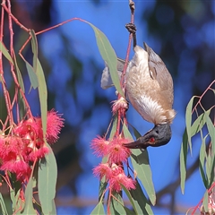 Philemon corniculatus (Noisy Friarbird) at Copeton, NSW - 10 Oct 2024 by MichaelWenke