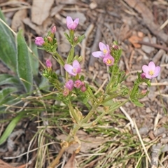 Centaurium erythraea (Common Centaury) at Kambah, ACT - 8 Oct 2024 by LinePerrins