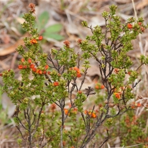 Pultenaea procumbens at Kambah, ACT - 15 Oct 2024 10:50 AM