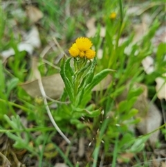 Chrysocephalum apiculatum (Common Everlasting) at Gurrundah, NSW - 15 Oct 2024 by clarehoneydove