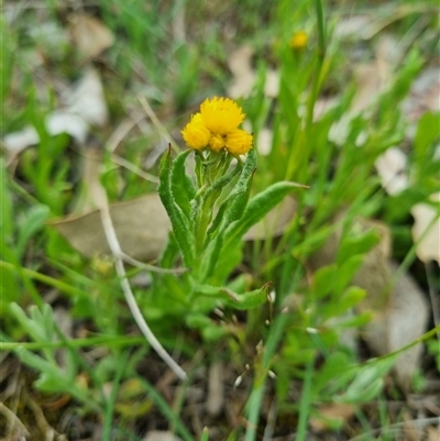 Chrysocephalum apiculatum (Common Everlasting) at Gurrundah, NSW - 15 Oct 2024 by clarehoneydove