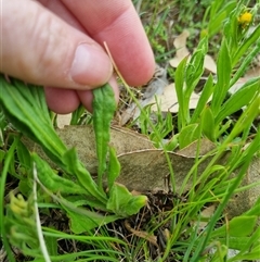 Chrysocephalum apiculatum at Gurrundah, NSW - 15 Oct 2024 03:47 PM