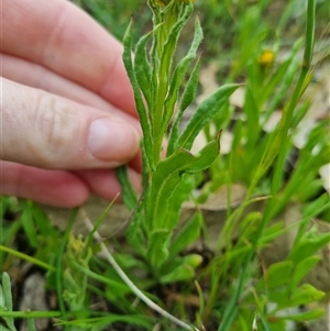 Chrysocephalum apiculatum at Gurrundah, NSW - 15 Oct 2024