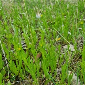 Chrysocephalum apiculatum at Gurrundah, NSW - 15 Oct 2024 03:47 PM