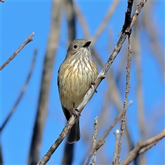 Pachycephala rufiventris (Rufous Whistler) at Copeton, NSW - 9 Oct 2024 by MichaelWenke