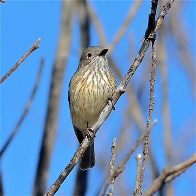 Pachycephala rufiventris (Rufous Whistler) at Copeton, NSW - 10 Oct 2024 by MichaelWenke