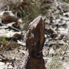 Pogona barbata at Forde, ACT - suppressed