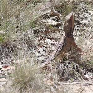 Pogona barbata at Forde, ACT - suppressed