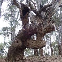 Eucalyptus camaldulensis (River Red Gum) at Carrathool, NSW - 24 Sep 2024 by MB