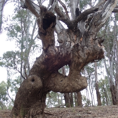 Eucalyptus camaldulensis (River Red Gum) at Carrathool, NSW - 24 Sep 2024 by MB