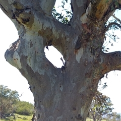 Eucalyptus blakelyi (Blakely's Red Gum) at Greenway, ACT - 9 Nov 2017 by MB