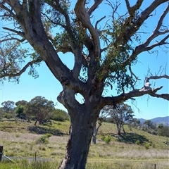 Eucalyptus blakelyi at Greenway, ACT - suppressed