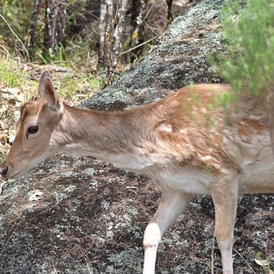 Dama dama (Fallow Deer) at Copeton, NSW - 10 Oct 2024 by MichaelWenke