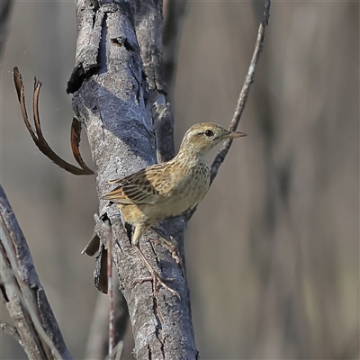 Cincloramphus cruralis (Brown Songlark) at Copeton, NSW - 11 Oct 2024 by MichaelWenke