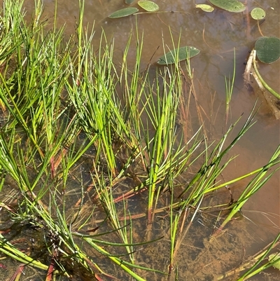 Juncus articulatus subsp. articulatus (Jointed Rush) at Hall, ACT - 16 Oct 2024 by JaneR