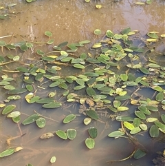 Ottelia ovalifolia subsp. ovalifolia (Swamp Lily) at Hall, ACT - 16 Oct 2024 by JaneR