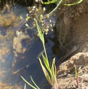 Briza minor at Hall, ACT - 16 Oct 2024 11:08 AM