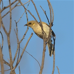 Ptilotula fusca (Fuscous Honeyeater) at Copeton, NSW - 11 Oct 2024 by MichaelWenke