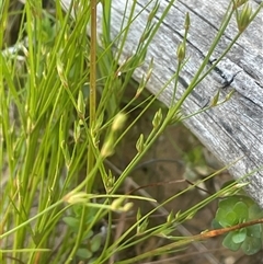 Juncus bufonius (Toad Rush) at Hall, ACT - 16 Oct 2024 by JaneR