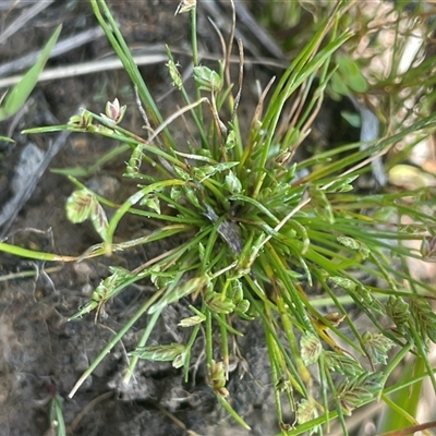 Isolepis levynsiana (Tiny Flat-sedge) at Hall, ACT - 16 Oct 2024 by JaneR