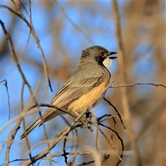 Pachycephala rufiventris (Rufous Whistler) at Copeton, NSW - 11 Oct 2024 by MichaelWenke