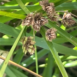 Cyperus eragrostis at Hall, ACT - 16 Oct 2024