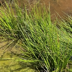 Juncus fockei (A Rush) at Hall, ACT - 16 Oct 2024 by JaneR