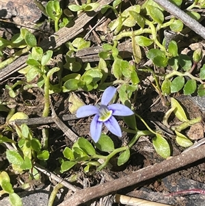 Isotoma fluviatilis subsp. australis at Hall, ACT - 16 Oct 2024 12:20 PM