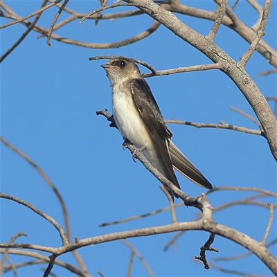 Petrochelidon nigricans (Tree Martin) at Copeton, NSW - 11 Oct 2024 by MichaelWenke