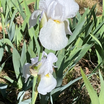 Iris germanica (Tall Bearded Iris) at Campbell, ACT - 15 Oct 2024 by SteveBorkowskis