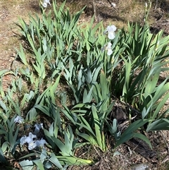 Iris germanica at Campbell, ACT - 16 Oct 2024 10:32 AM