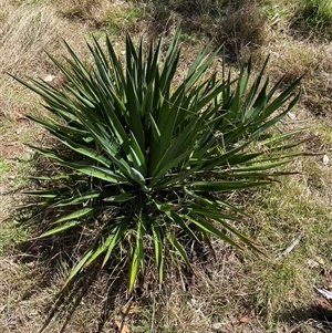 Yucca sp. at Campbell, ACT - 16 Oct 2024 11:45 AM