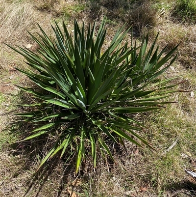 Yucca sp. at Campbell, ACT - 16 Oct 2024 by SteveBorkowskis