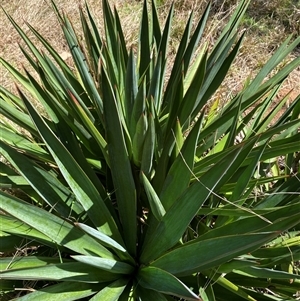 Yucca sp. at Campbell, ACT - 16 Oct 2024 11:45 AM