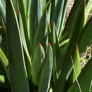 Yucca sp. at Campbell, ACT - 16 Oct 2024 11:45 AM