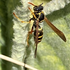 Polistes (Polistes) chinensis (Asian paper wasp) at Campbell, ACT - 16 Oct 2024 by SteveBorkowskis